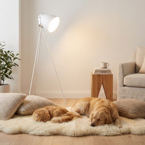 Domowy zaciszny kącik z kotem i psem.jpg